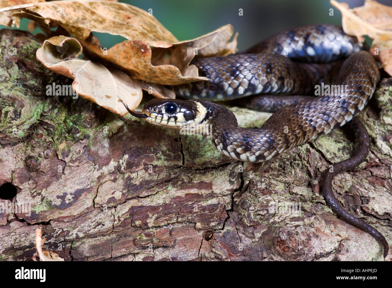 Grass snake Natrix natrix on log with tongue out Potton Bedfordshire Stock Photo