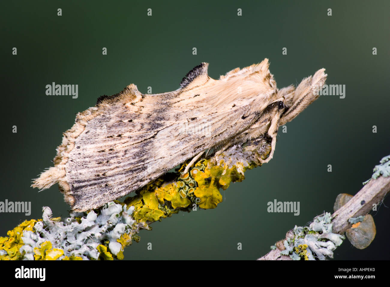 Pale Prominent Pterostoma palpina on Elder twig showing markings and detail Potton Bedfordshire Stock Photo