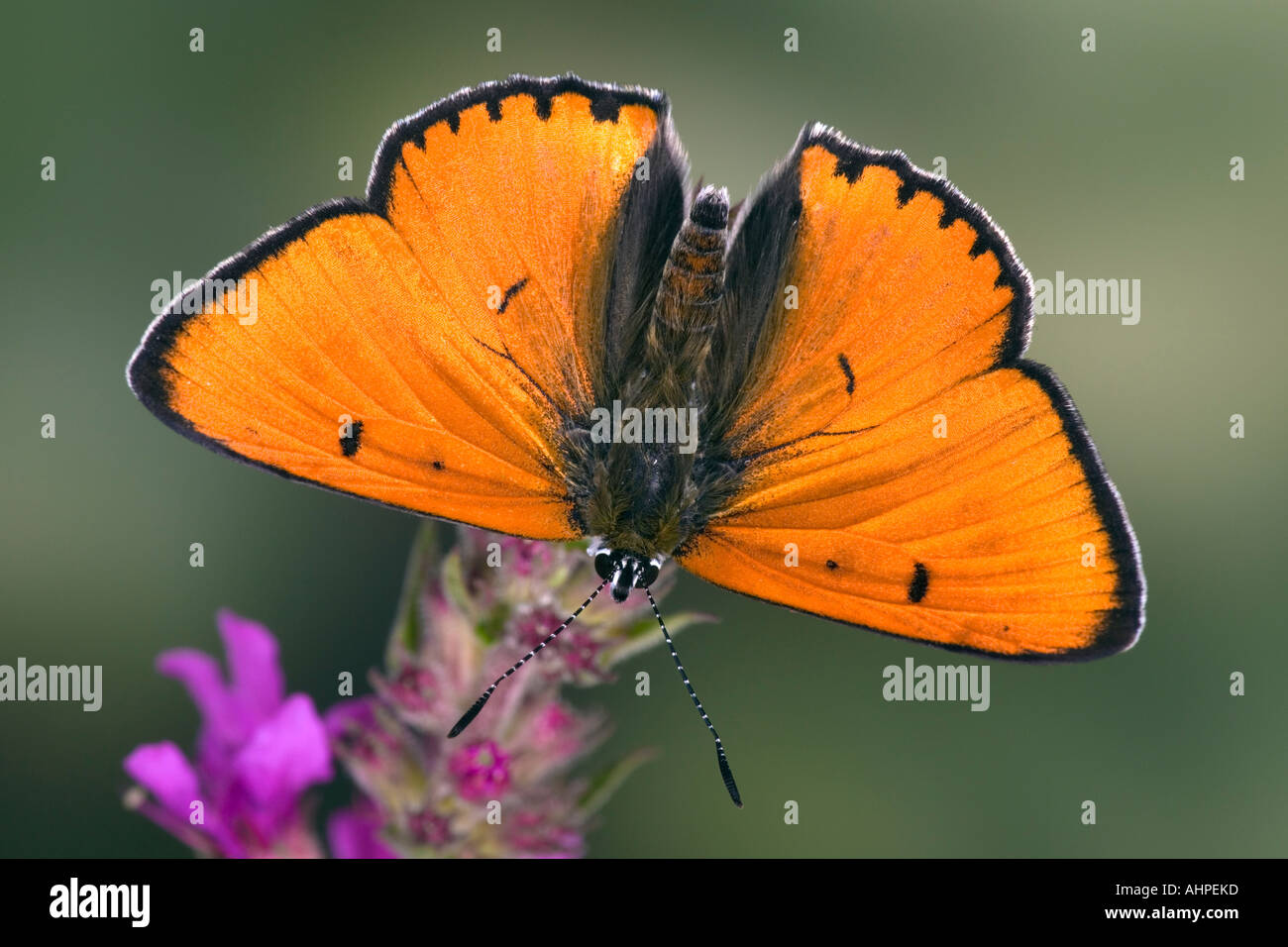 Large Copper Lycaena dispar on flower with wings open showing markings and detail with out of focus background Stock Photo
