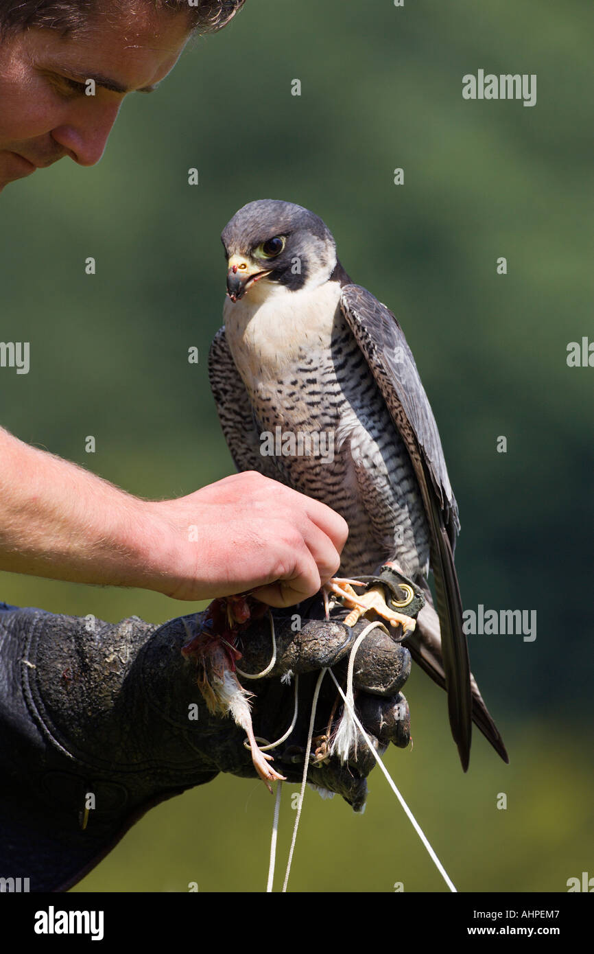 Peregrine Falco peregrinus with handler looking alert with nice out of focus background Stock Photo