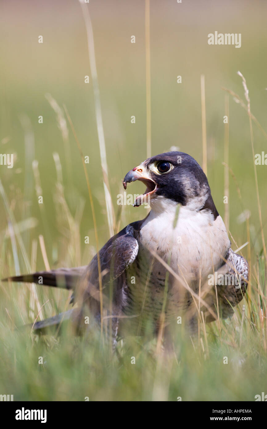 Peregrine Falco peregrinus on ground with prey looking alert with beak open nice out of focus background Stock Photo