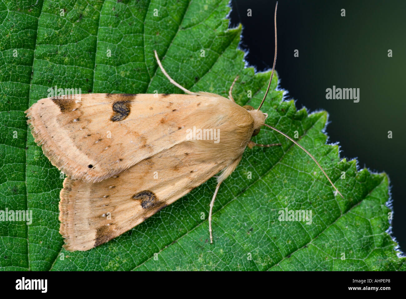 Bordered straw hi-res stock photography and images - Alamy