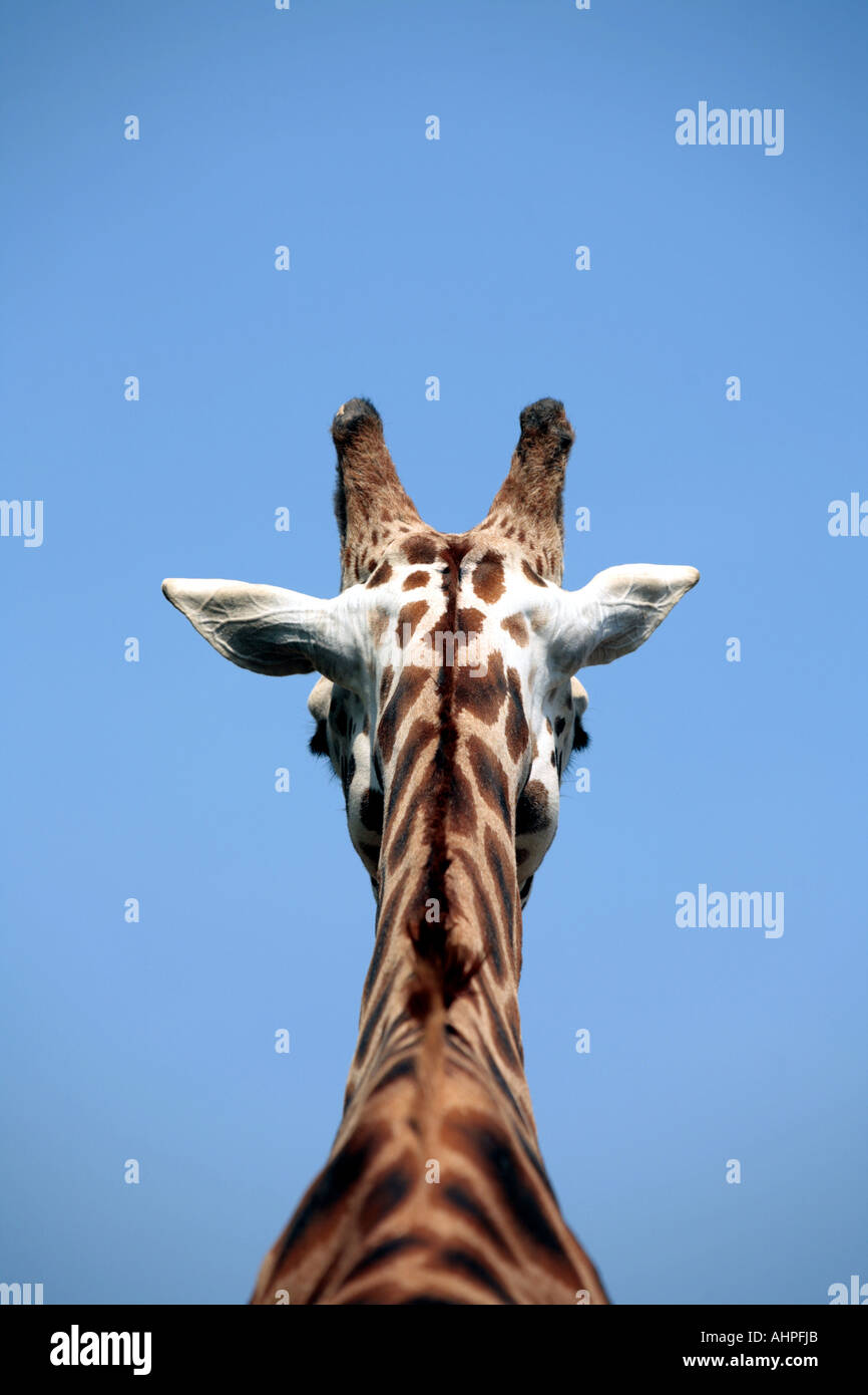 The Back of a Giraffes Head Stock Photo Alamy