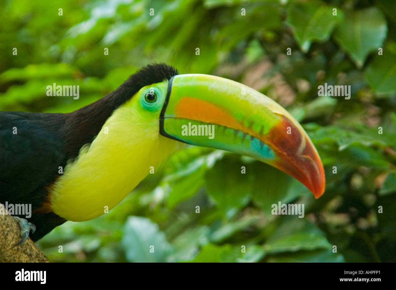 Captive keel billed toucan hi-res stock photography and images - Alamy