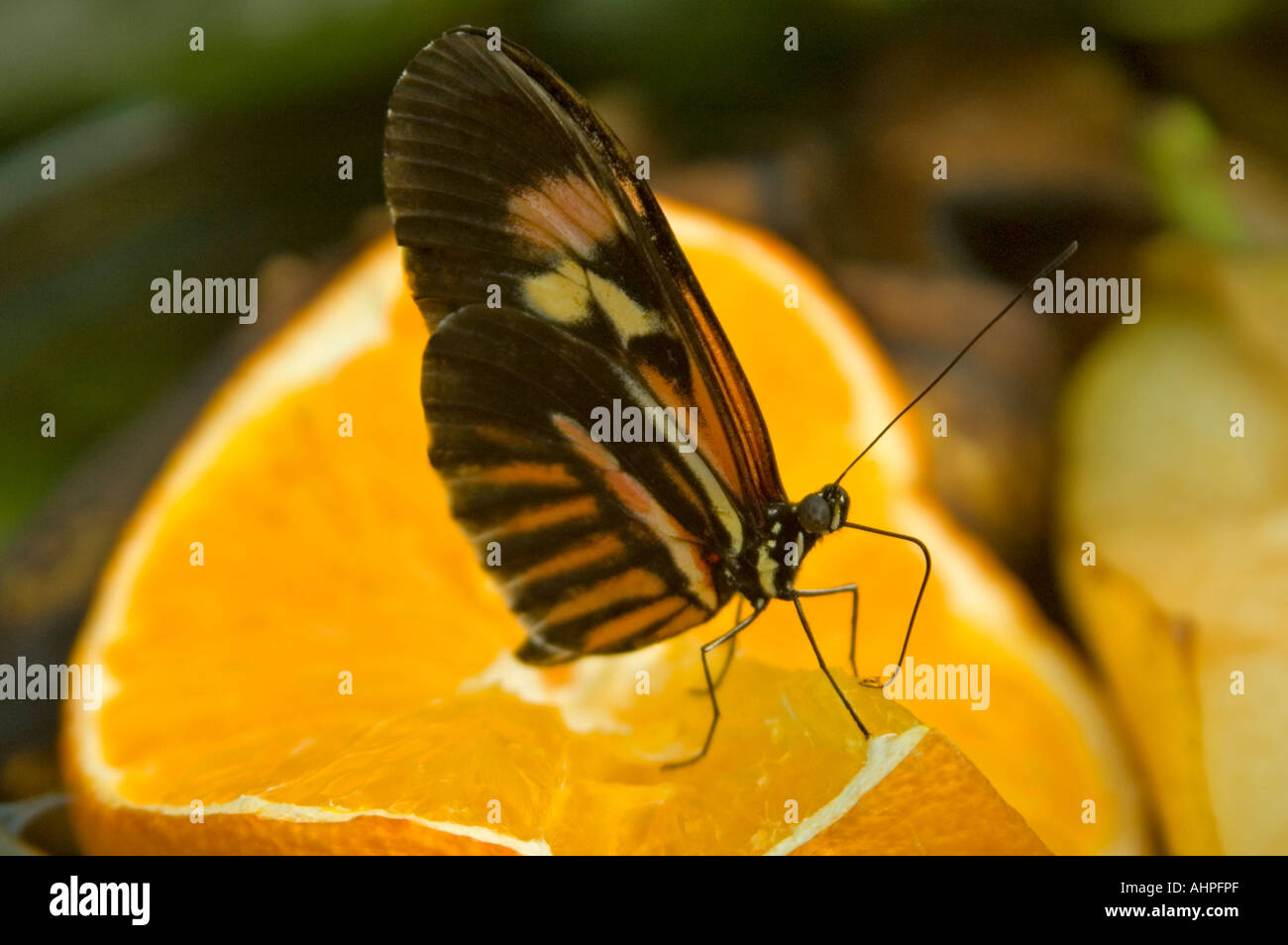Horizontal close up of a small Postman Longwing butterfly 'Heliconius Melpomene' feeding on an orange. Stock Photo