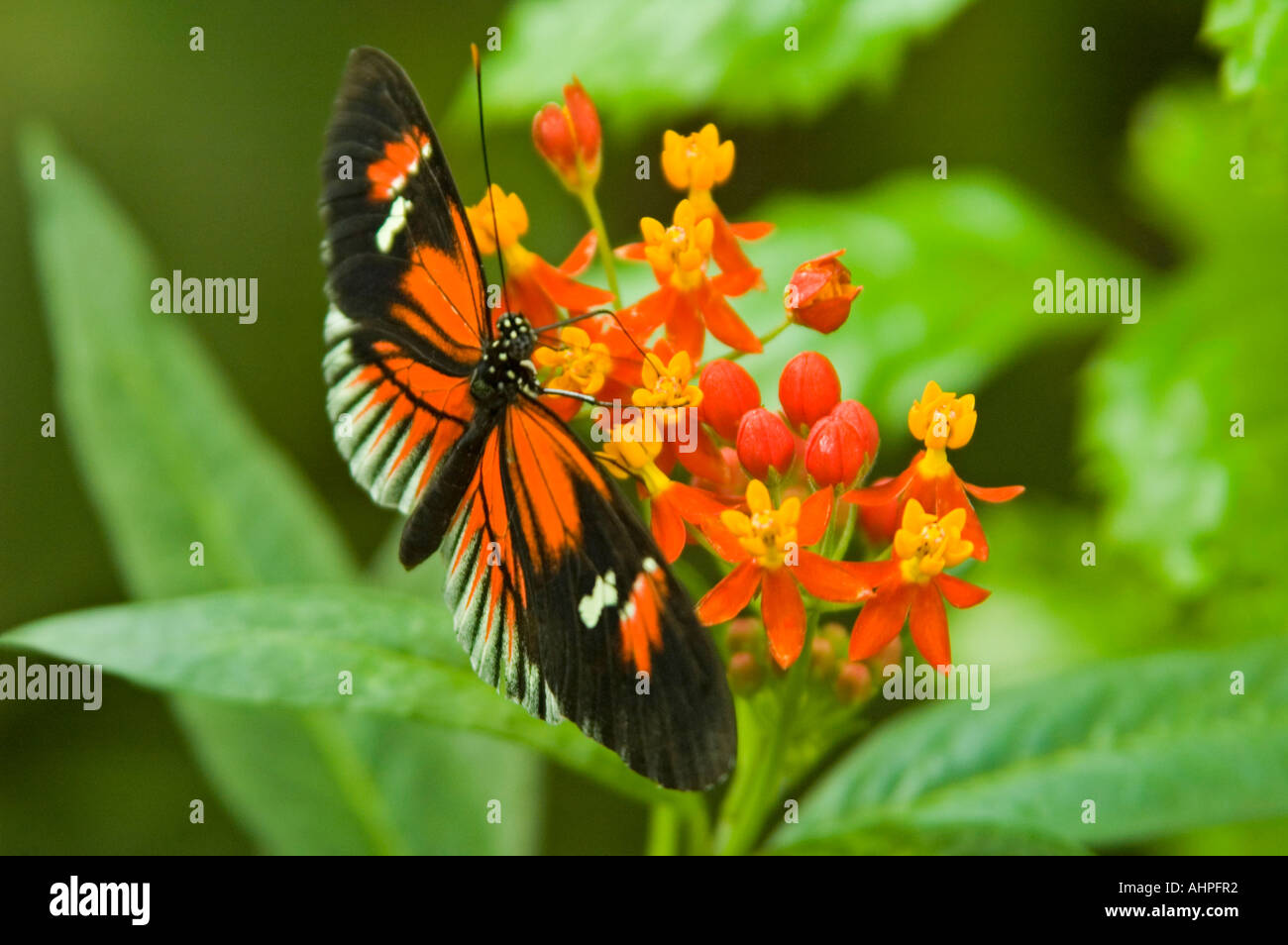 Horizontal close up of a small Postman Longwing butterfly [Heliconius Melpomene] feeding on a small red flower Stock Photo