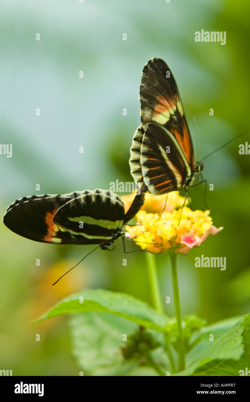 Vertical close up of two small Postman Longwing butterflies [Heliconius Melpomene] mating on a small yellow flower Stock Photo