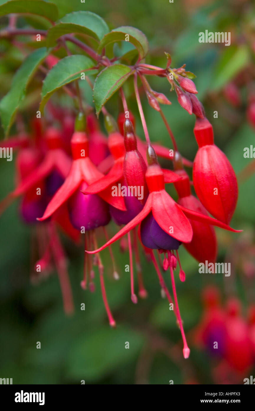 Vertical close up of the pretty hanging bellshaped flowers of a 'Mrs