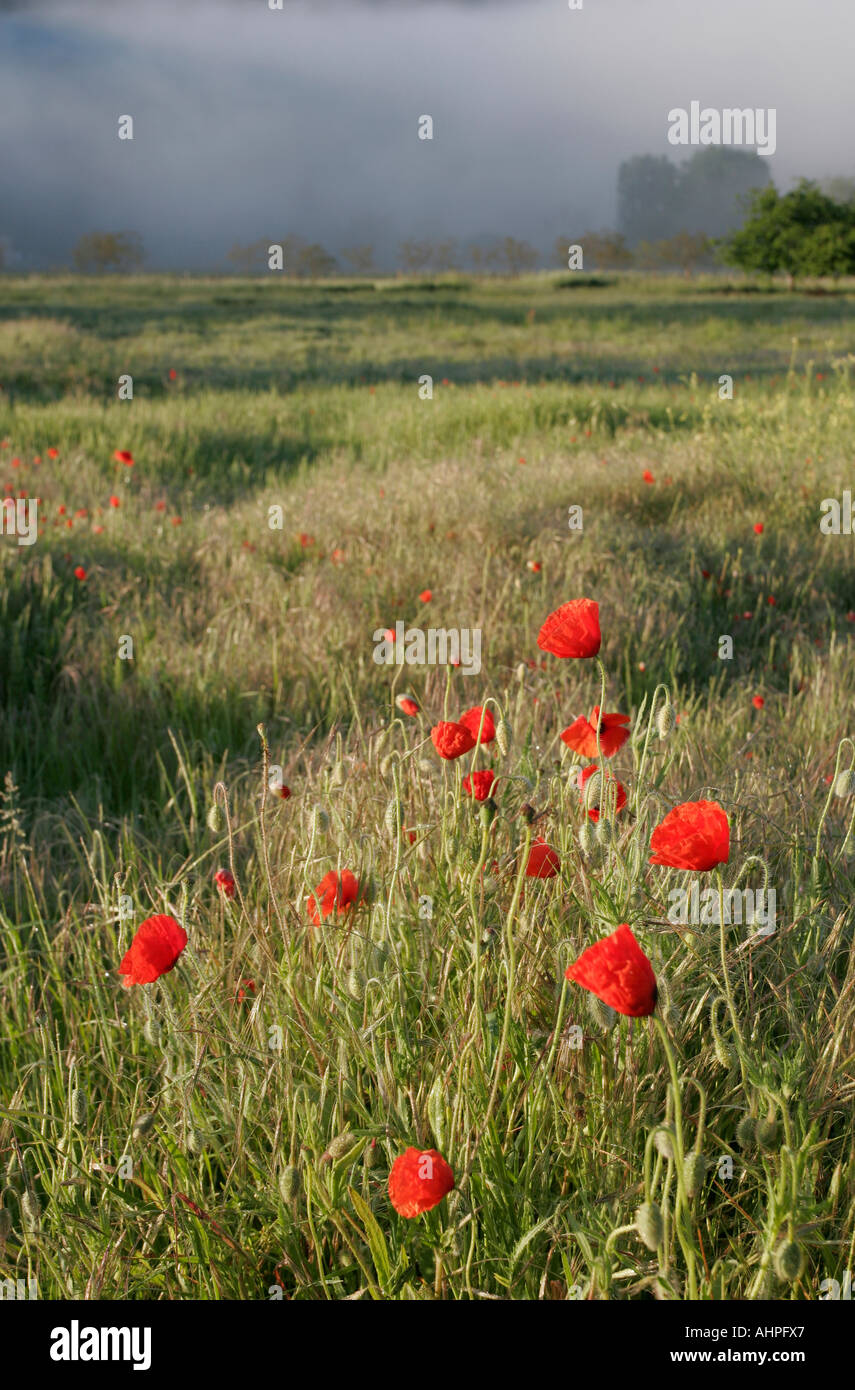 Red poppies black field hi-res stock photography and images - Alamy