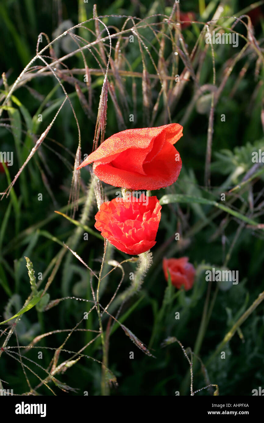 War poppy black background hi-res stock photography and images - Alamy