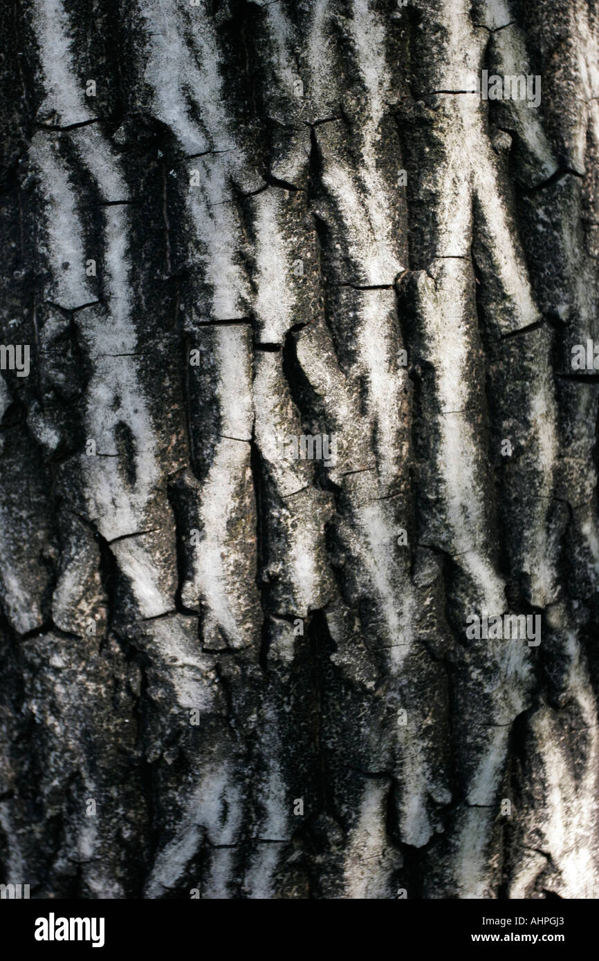 Walnut tree bark hires stock photography