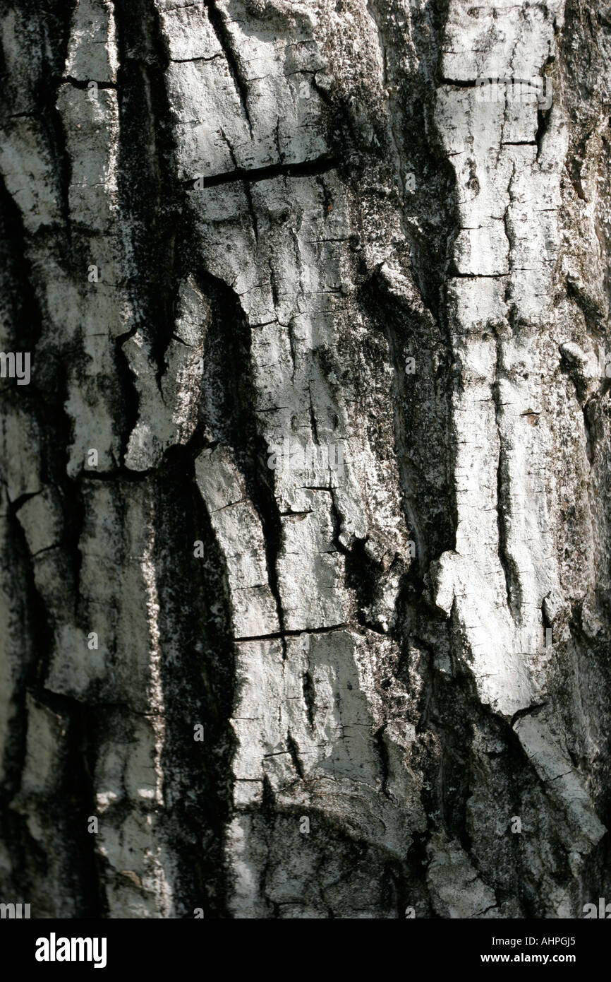 Walnut tree bark hires stock photography
