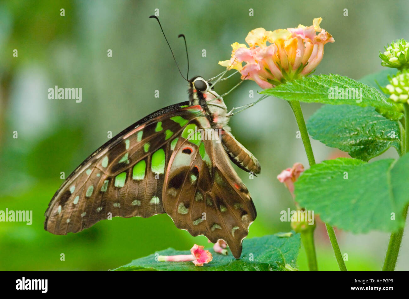 Close up of a Tailed Jay Butterfly (Graphium Agamemnon), feeding from small pink and yellow flowers. Stock Photo