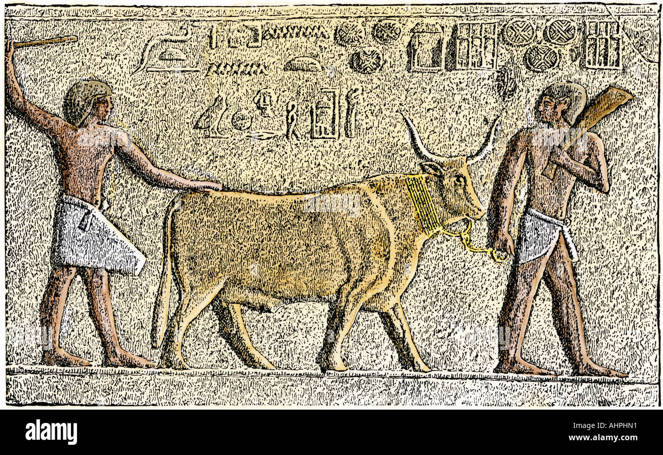 Sacred bull of ancient Egypt in bas-relief. Hand-colored woodcut Stock Photo