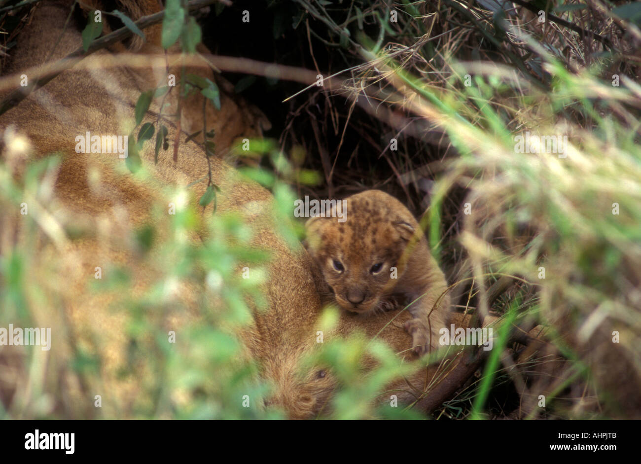 Glimpse of a tiny newly born lion cub only a few hours old Masai Mara National Reserve Kenya East Africa Stock Photo