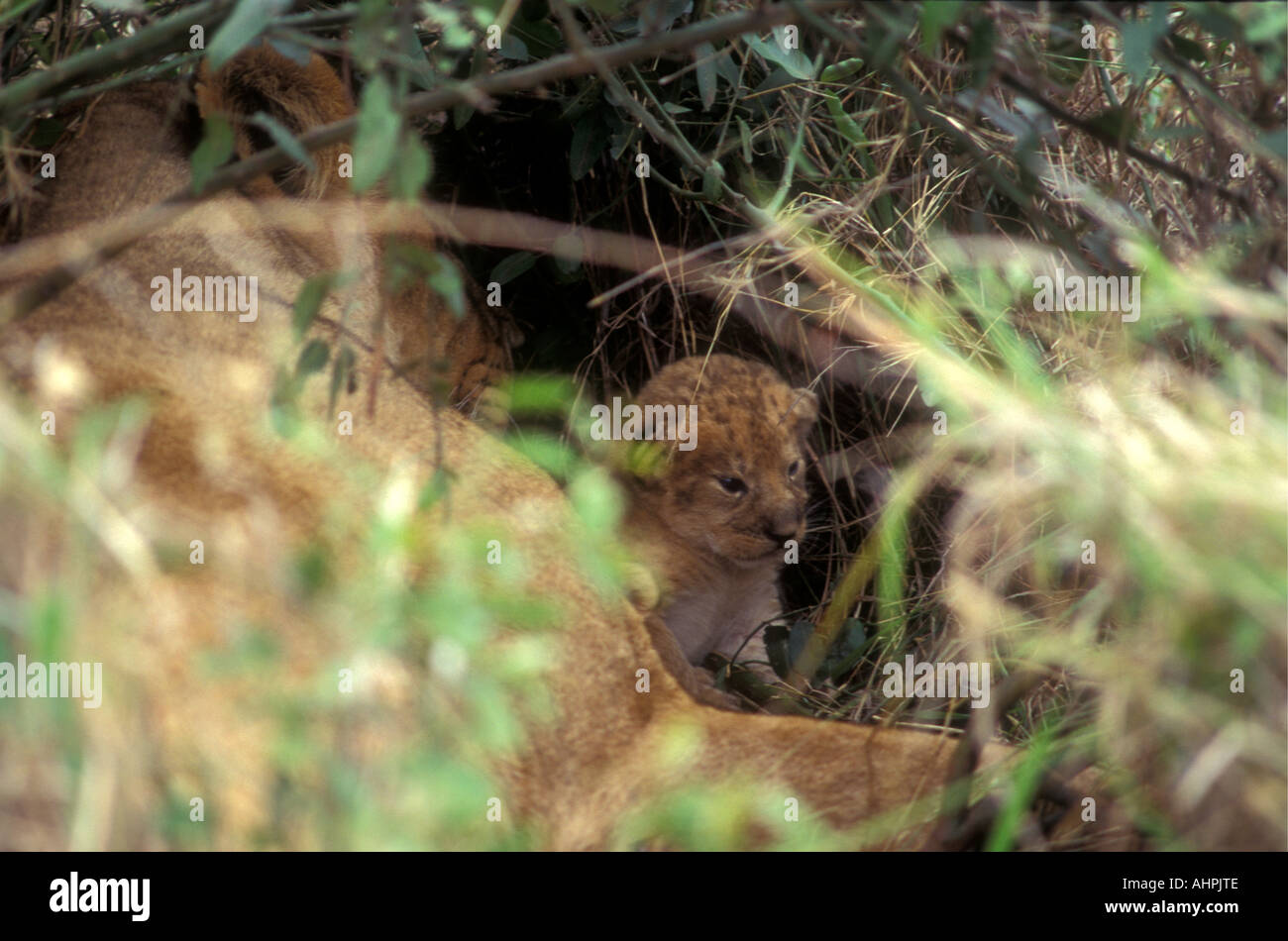 Glimpse of a tiny newly born lion cub only a few hours old Masai Mara National Reserve Kenya East Africa Stock Photo