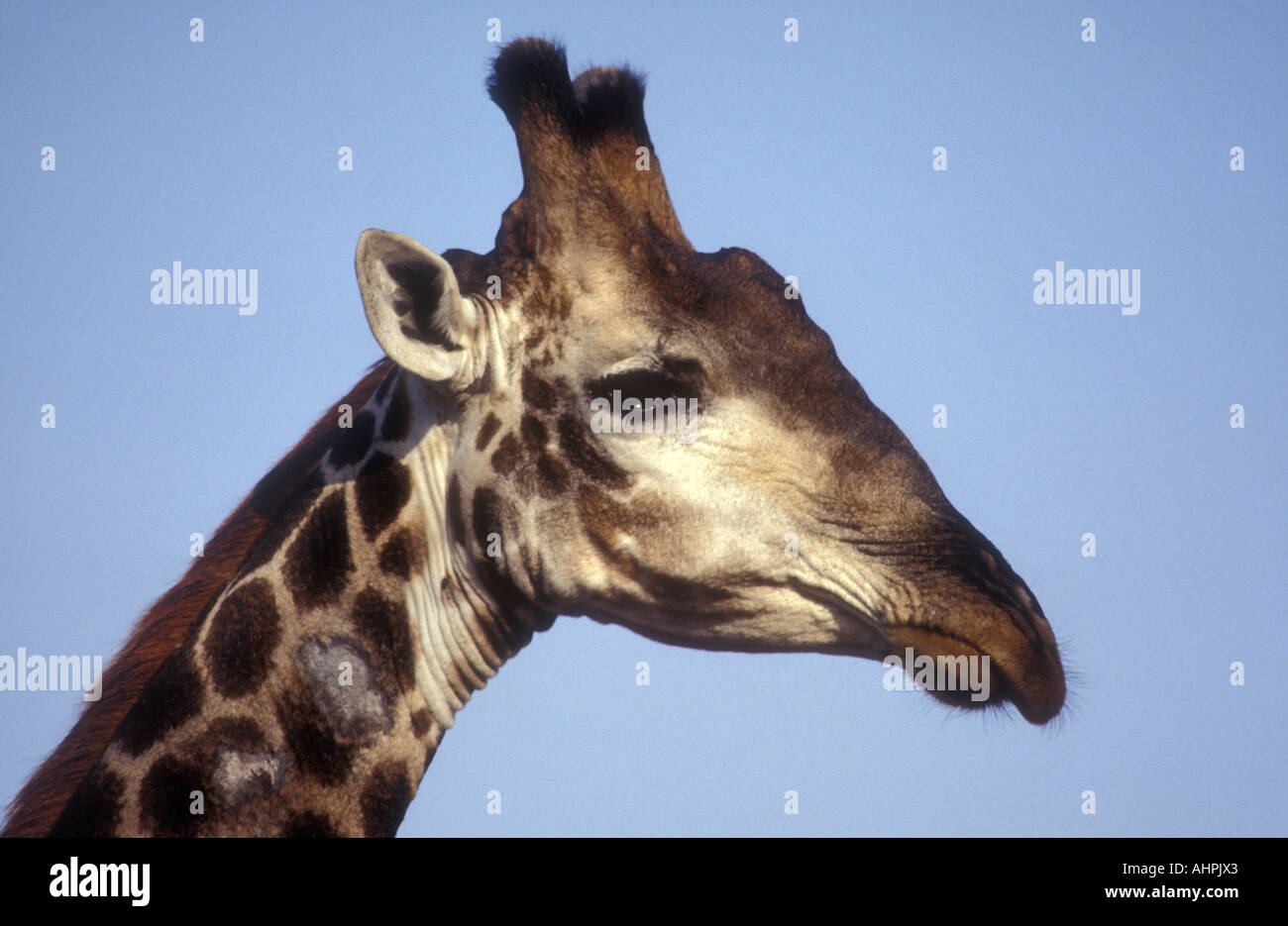 Close up portrait of Common Giraffe seen against a blue sky South Africa Stock Photo