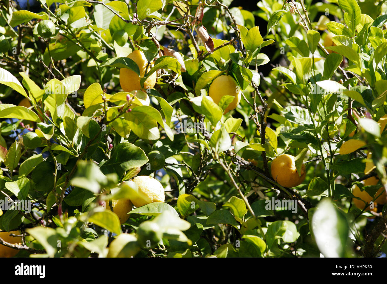 Lemon and Lime fruit tree grafted or hybrid Stock Photo Alamy