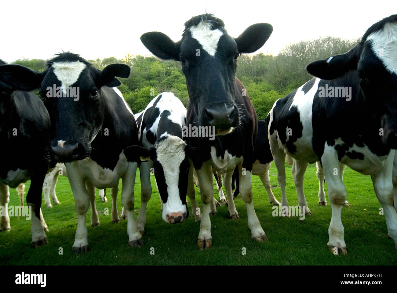 Dairy cows in field Stock Photo
