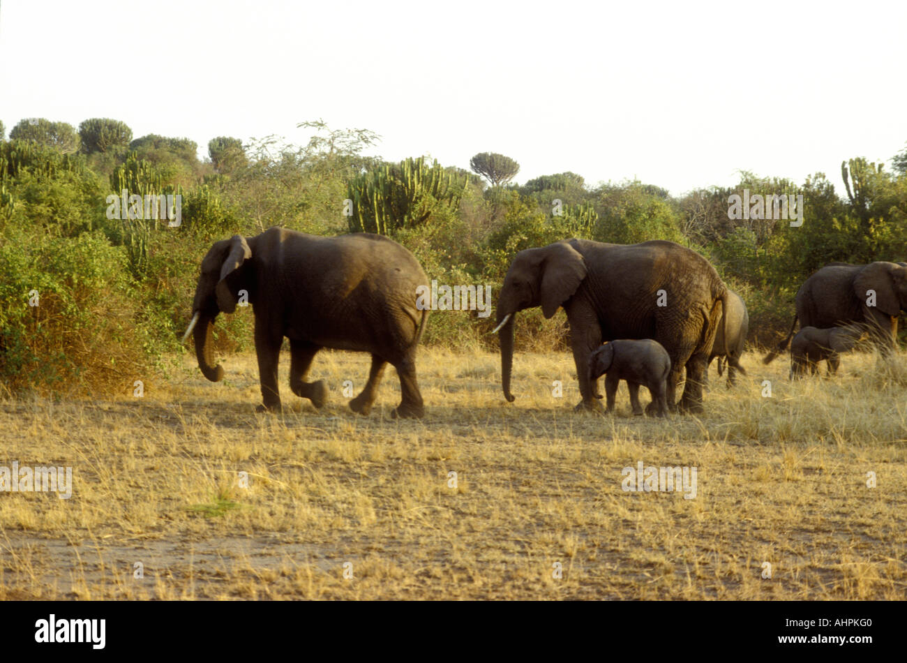 Elephant females and calves in Ruwenzori or Queen Elizabeth National Park Uganda Stock Photo