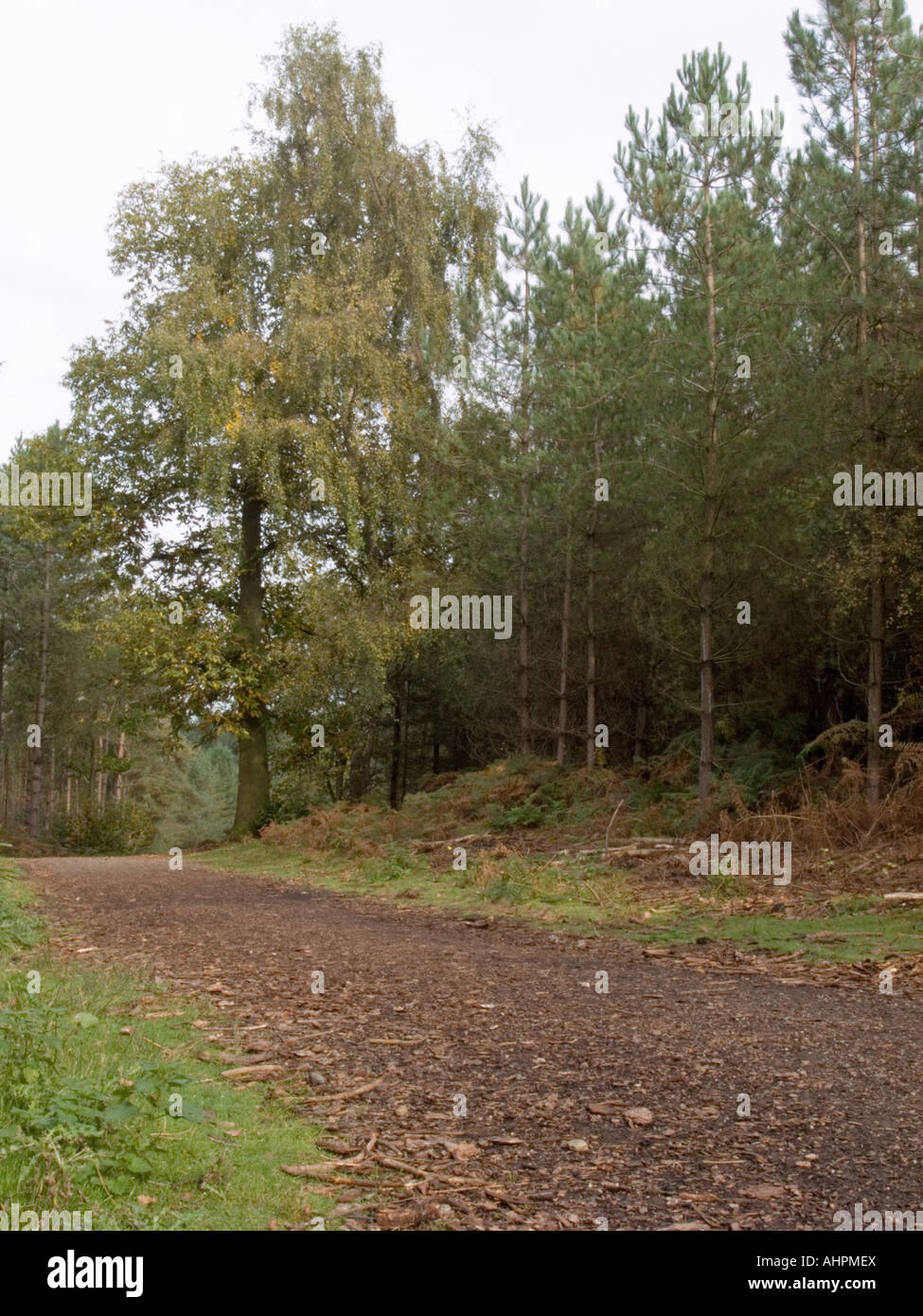 Autumn scene, Delamere Forest, Cheshire Stock Photo Alamy