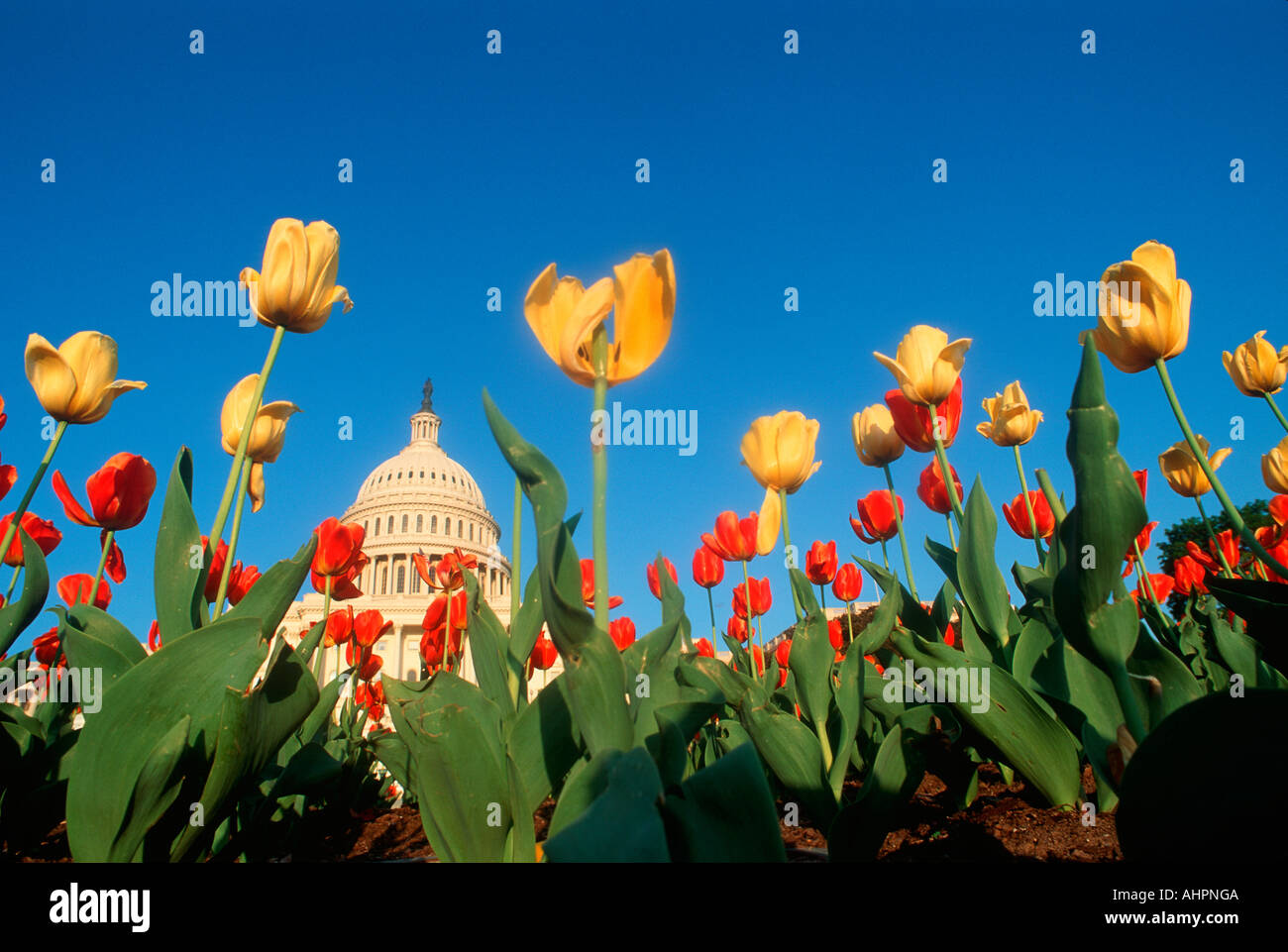 Tulips in spring with U S Capitol building in the background Washington D C Stock Photo