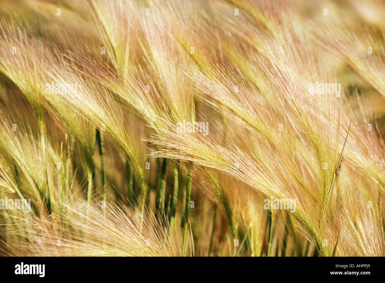 Wheat tassels Stock Photo