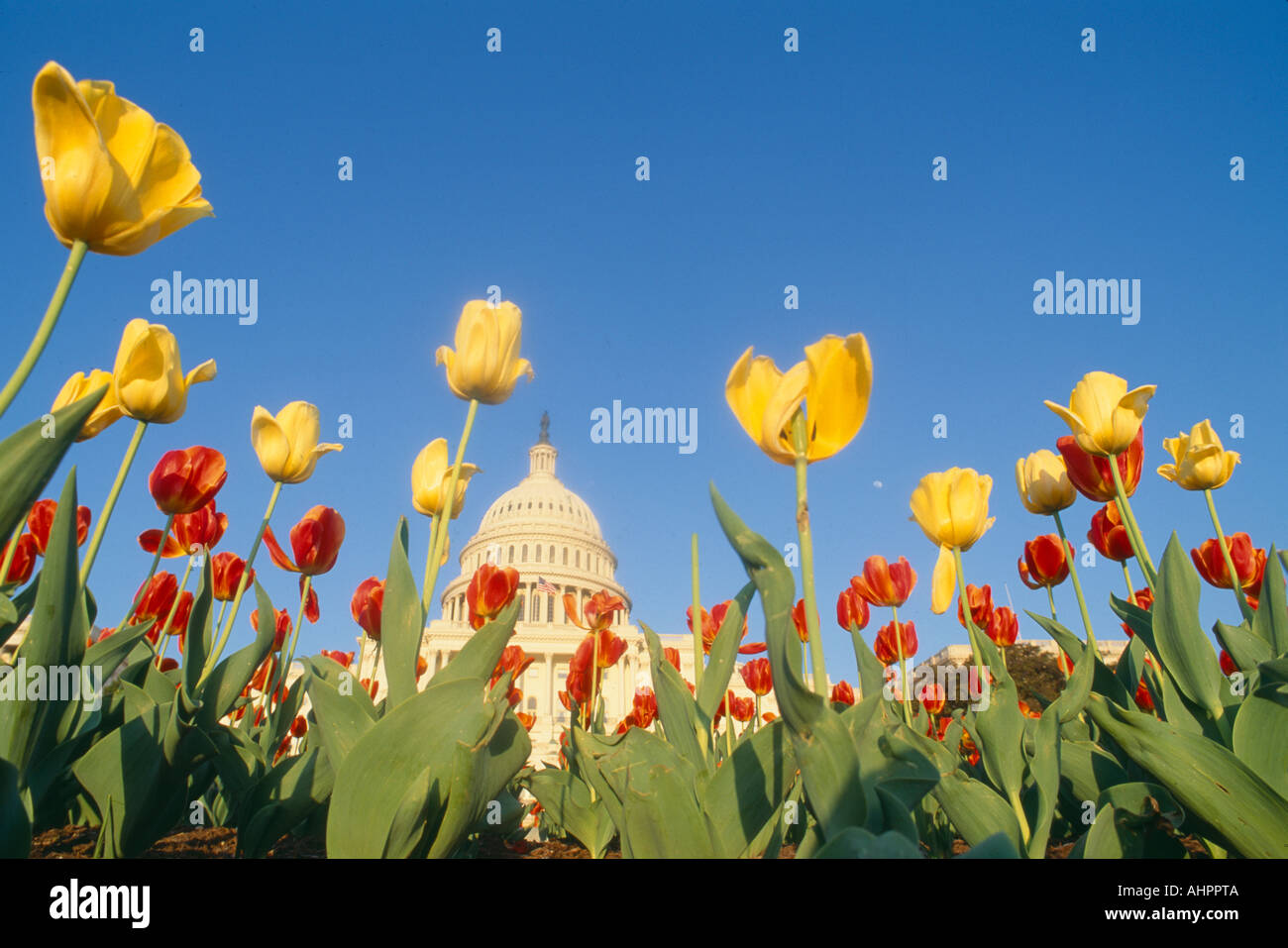 Tulips in spring with U S Capitol building in the background Washington D C Stock Photo