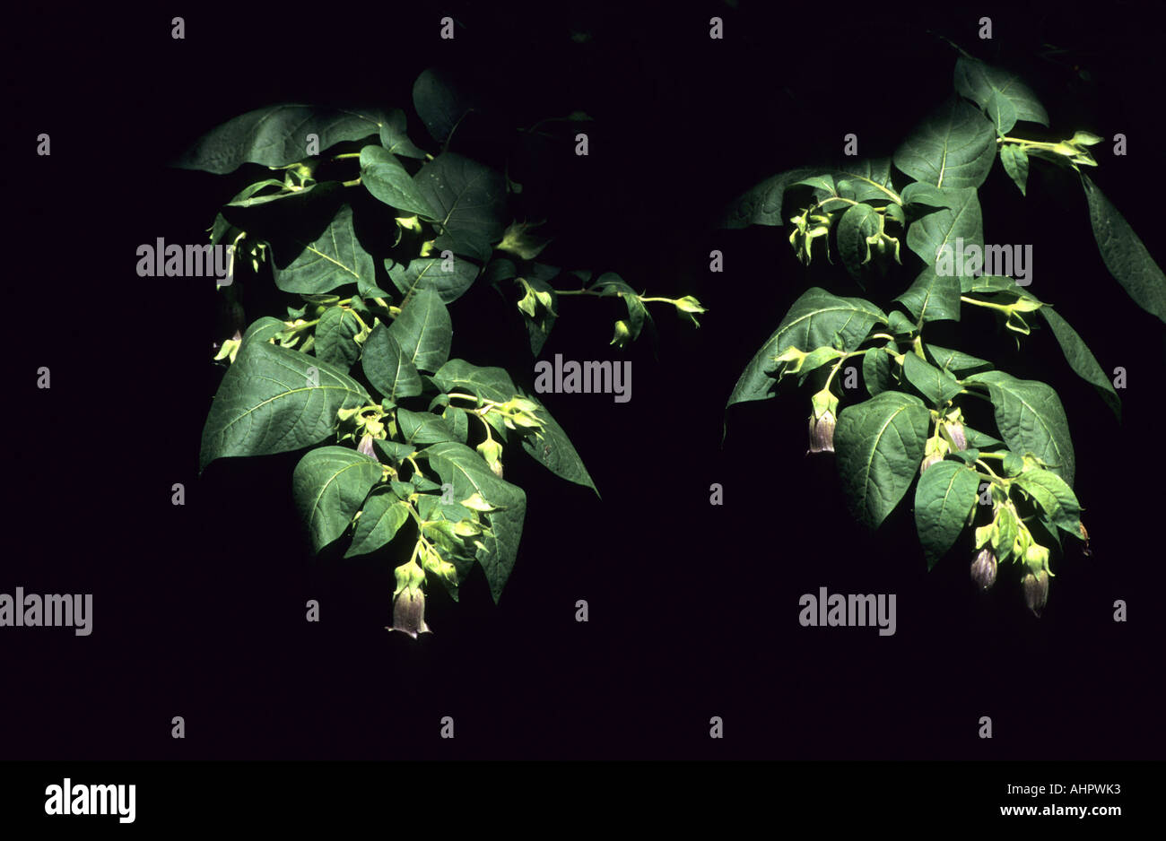 Deadly Nightshade, Atropa belladonna, plant in flower Stock Photo