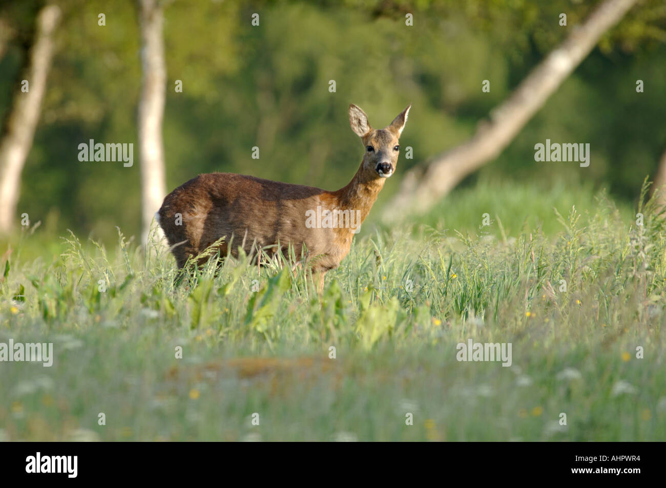 Roe Deer Female (Capreolus capreolus Stock Photo - Alamy