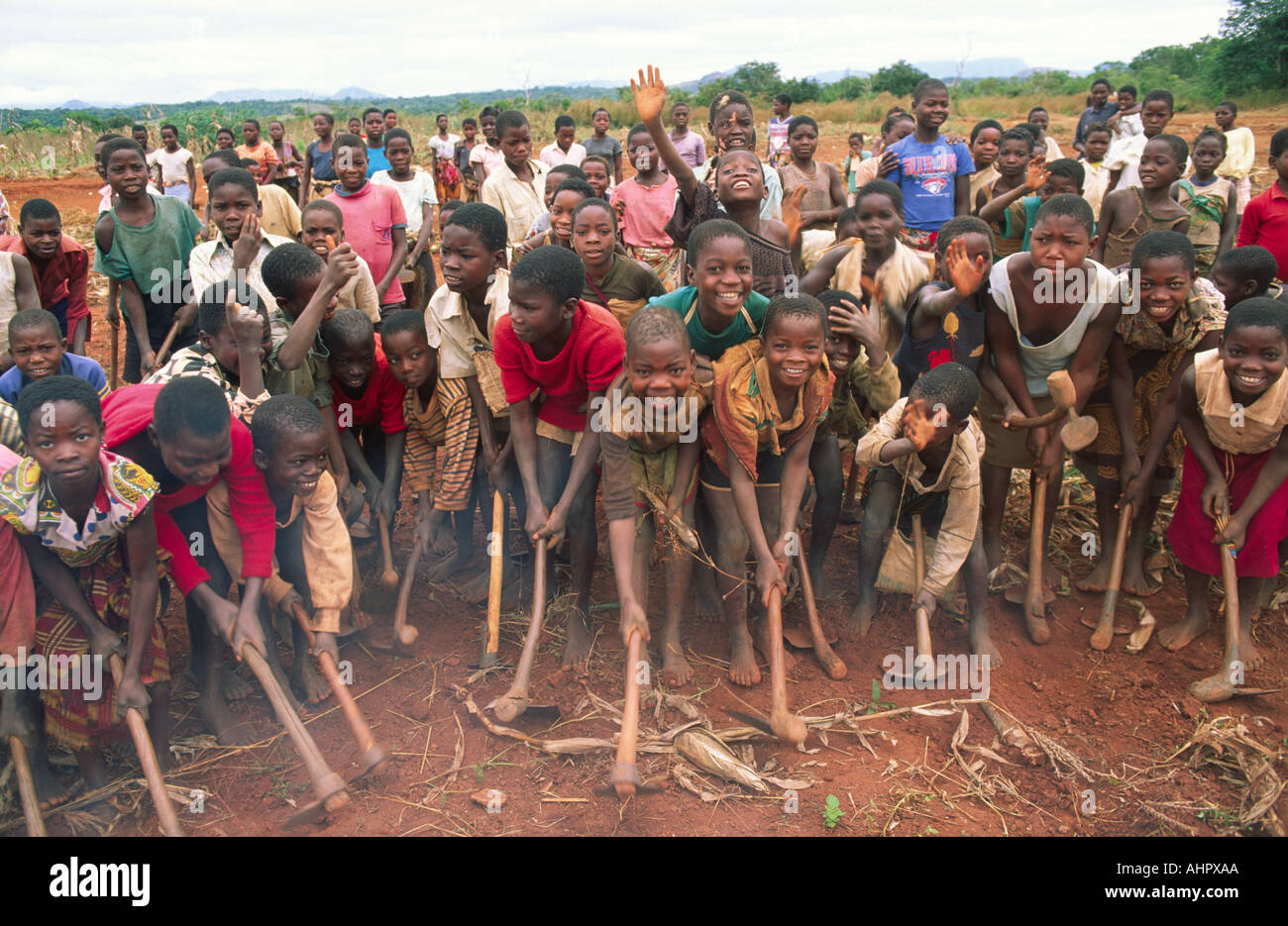 Children out in force with adzes to dig a field for planting after the ...