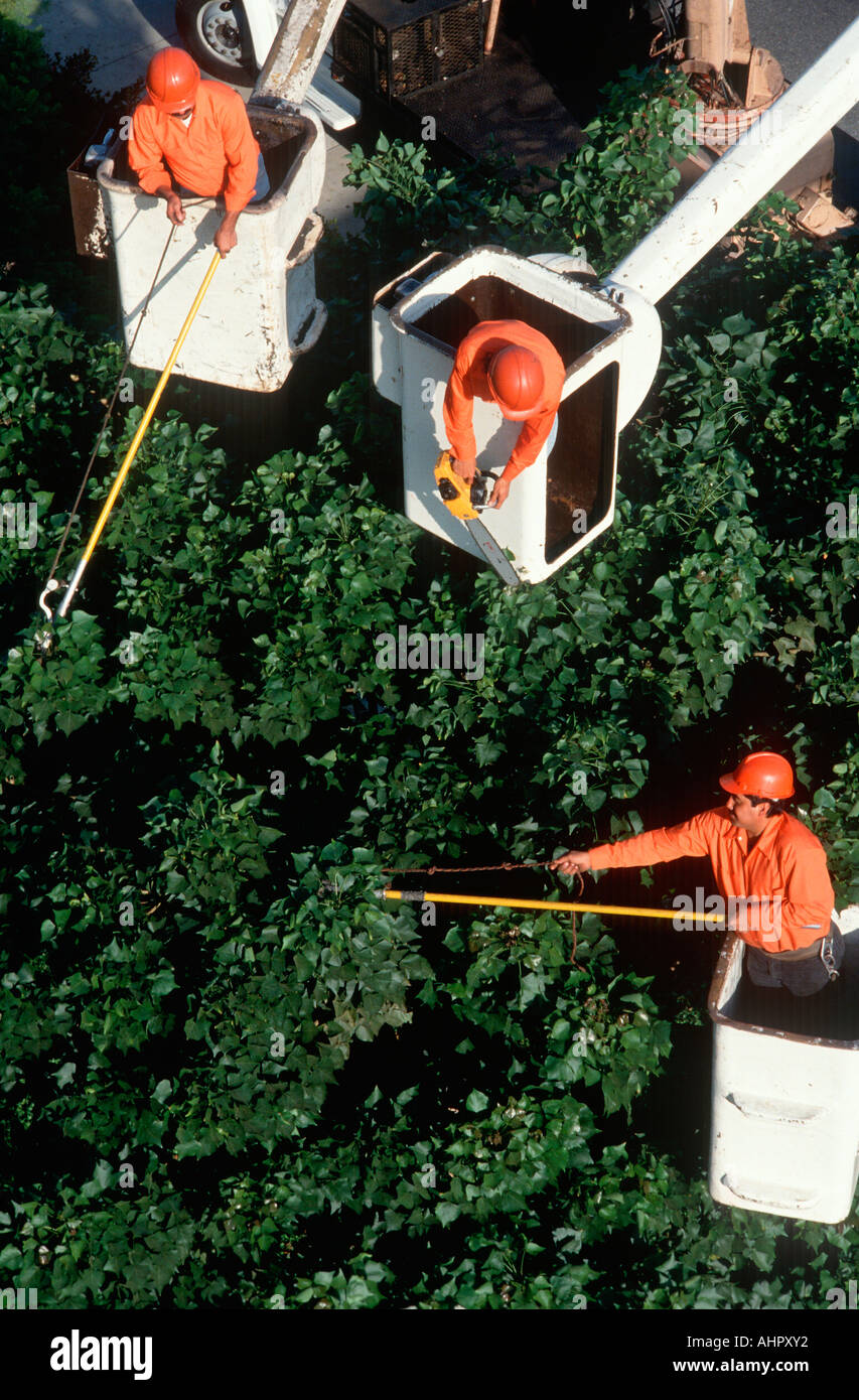 Three tree trimmers in cherry pickers at Los Angeles International