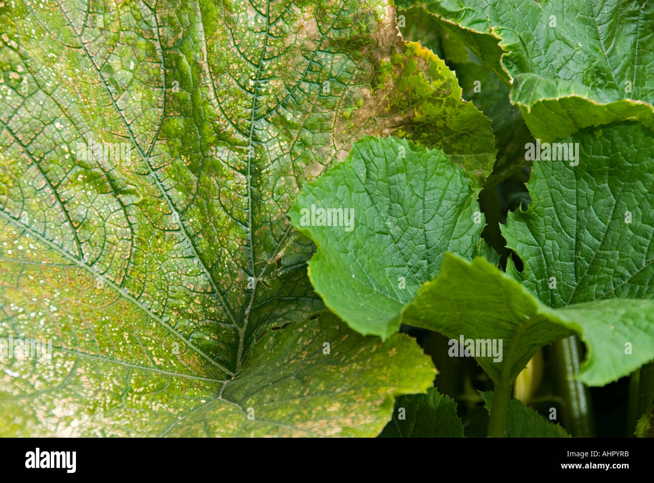 Leaves of courgette plants turning yellow Stock Photo Alamy