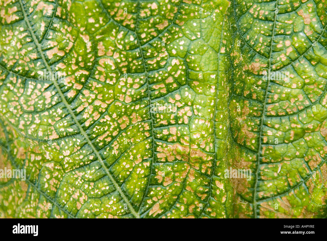 Leaves of courgette plants turning yellow Stock Photo Alamy