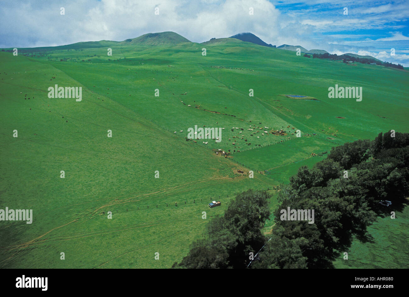 Cattle ranching hawaii hires stock photography and images Alamy