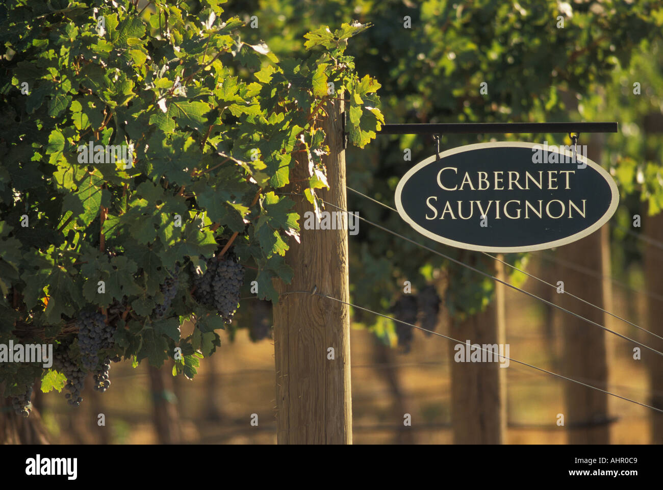 Cabernet Sauvignon sign vines and grapes Hedges Vineyards Red Mountain Benton Washington Stock Photo