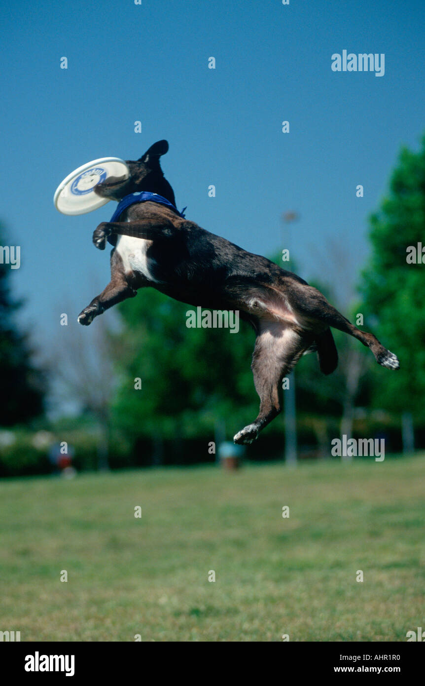 Dog catching Frisbee at Canine Frisbee Contest Los Angeles California