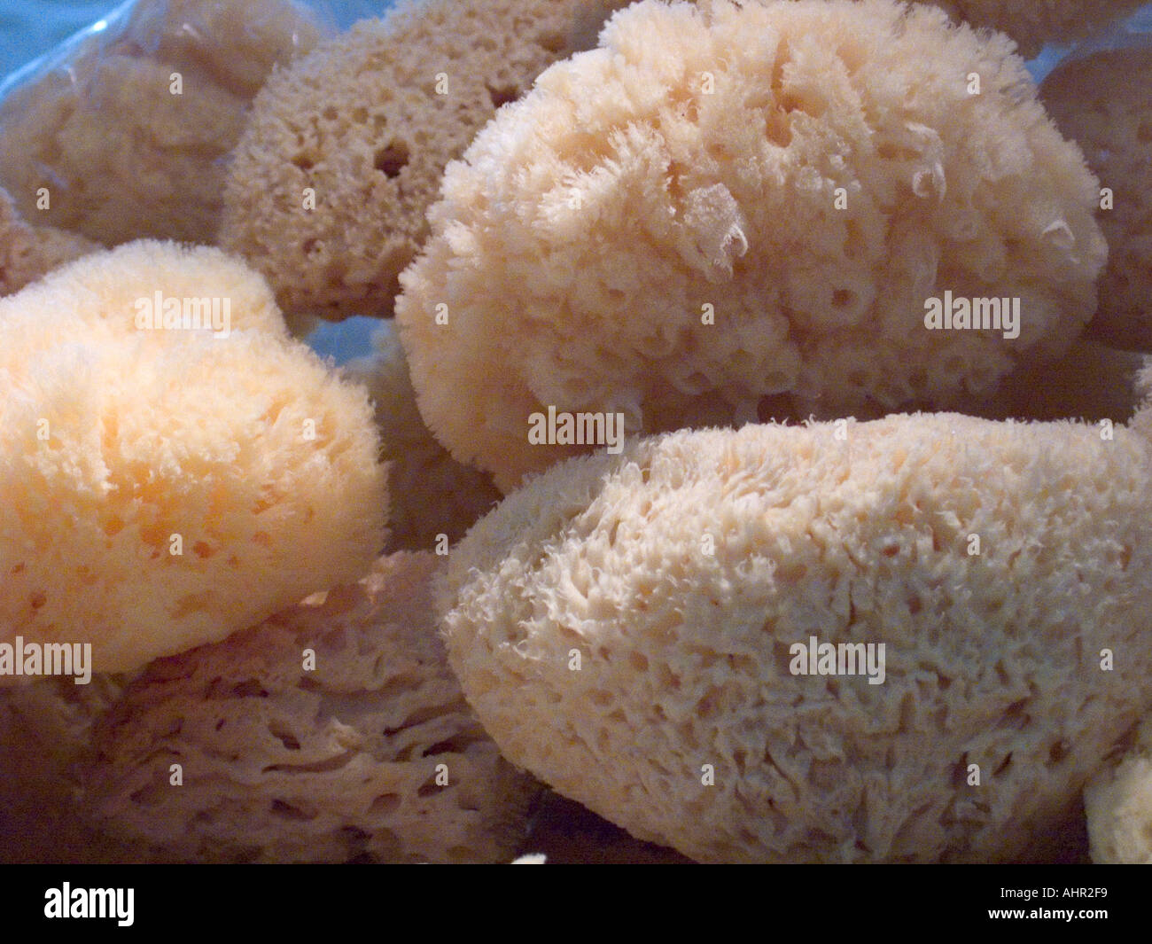 Natural bath sponges for sale Stock Photo Alamy
