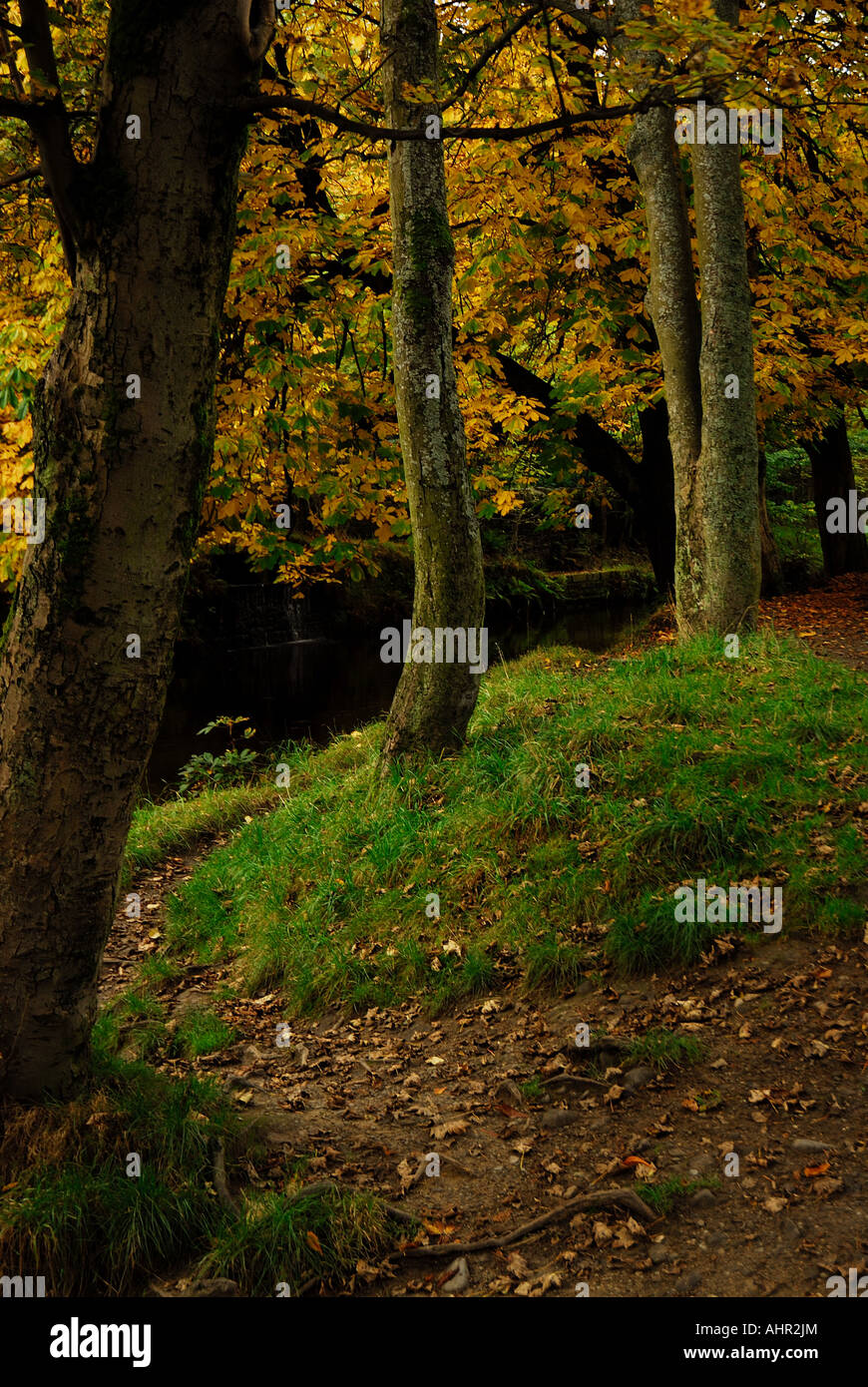 The trees forest forests woods hi-res stock photography and images - Alamy