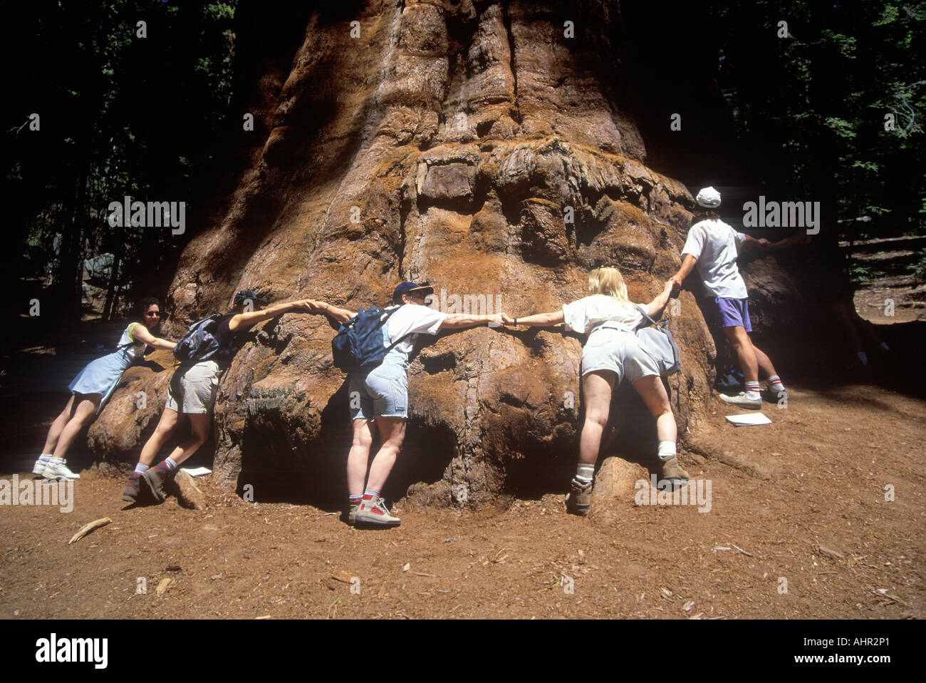 Tree huggers surrounding Giant Redwood Tree Sequoia National Park