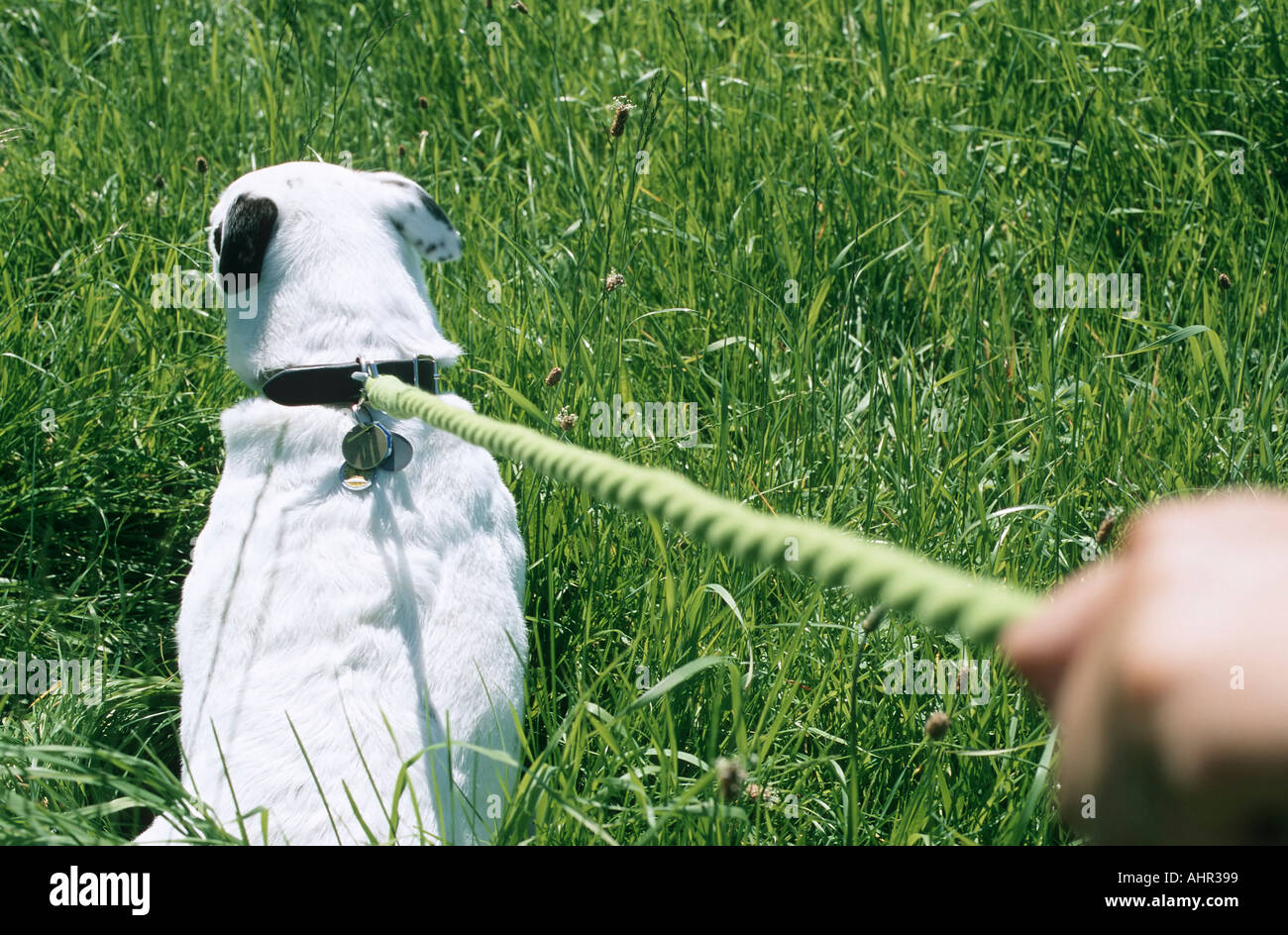 Dog pulling on his leash hires stock photography and images Alamy