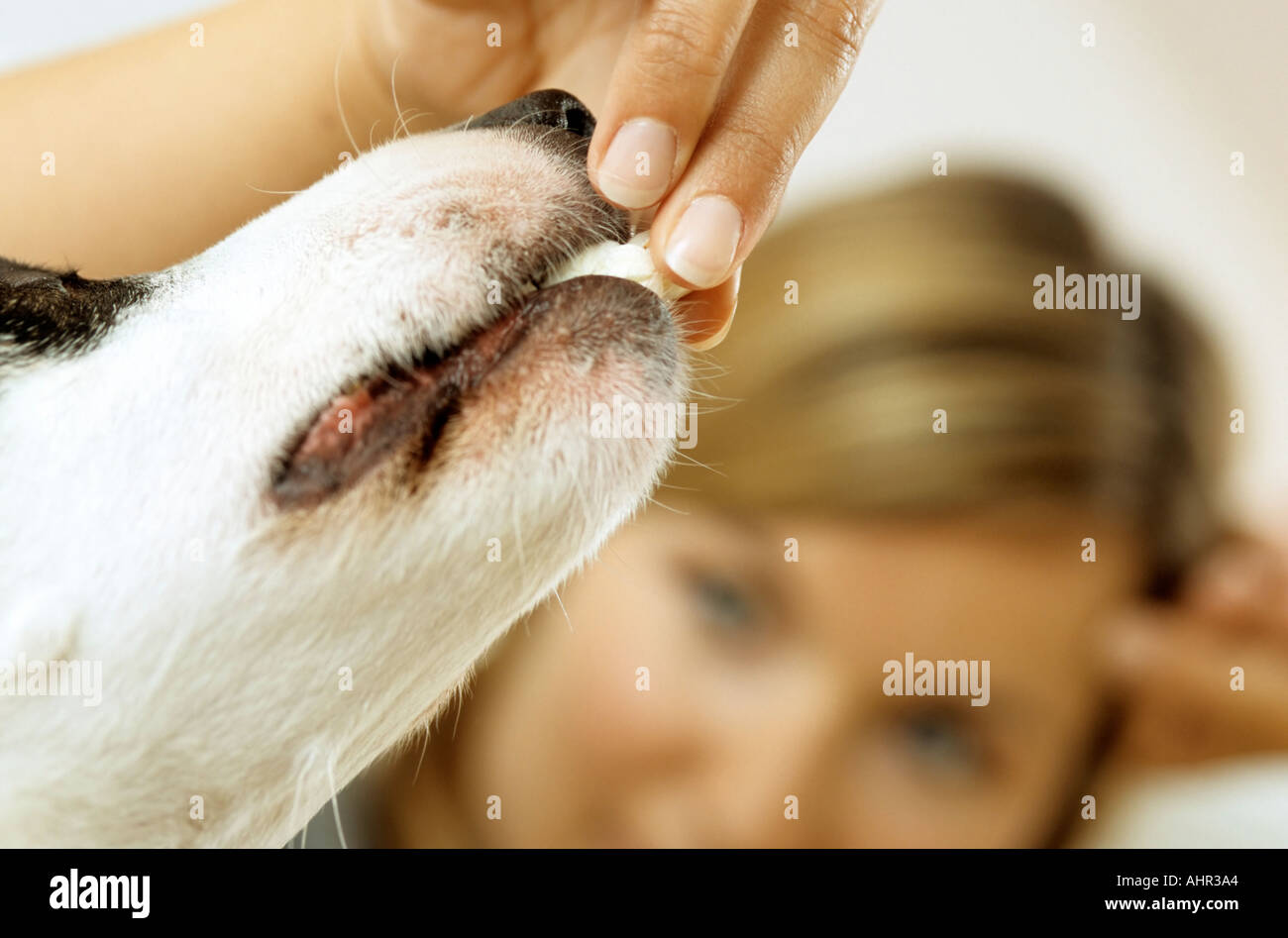 Lady owner feeding dog Stock Photo