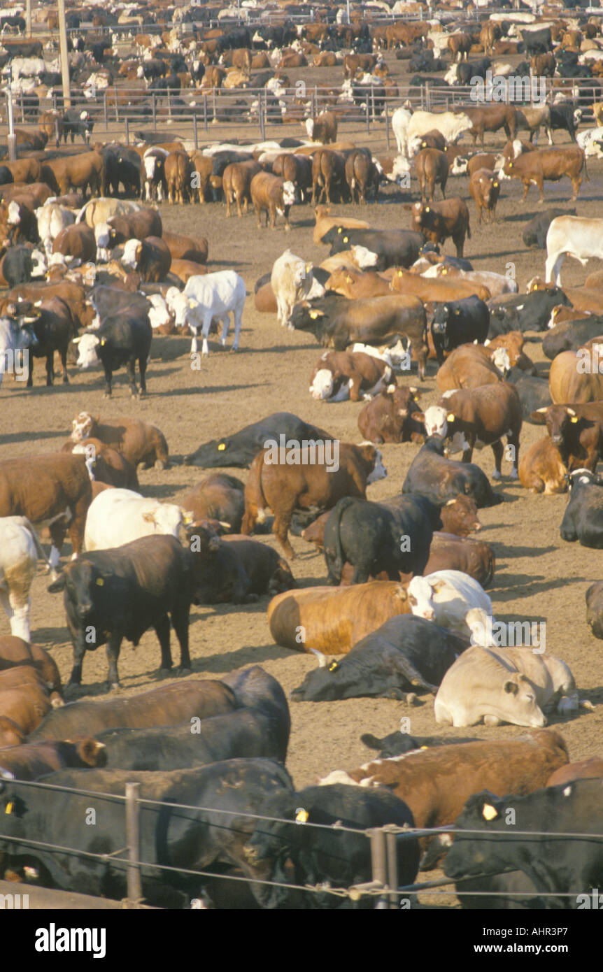 Herd of cows in dairy corrals Stock Photo