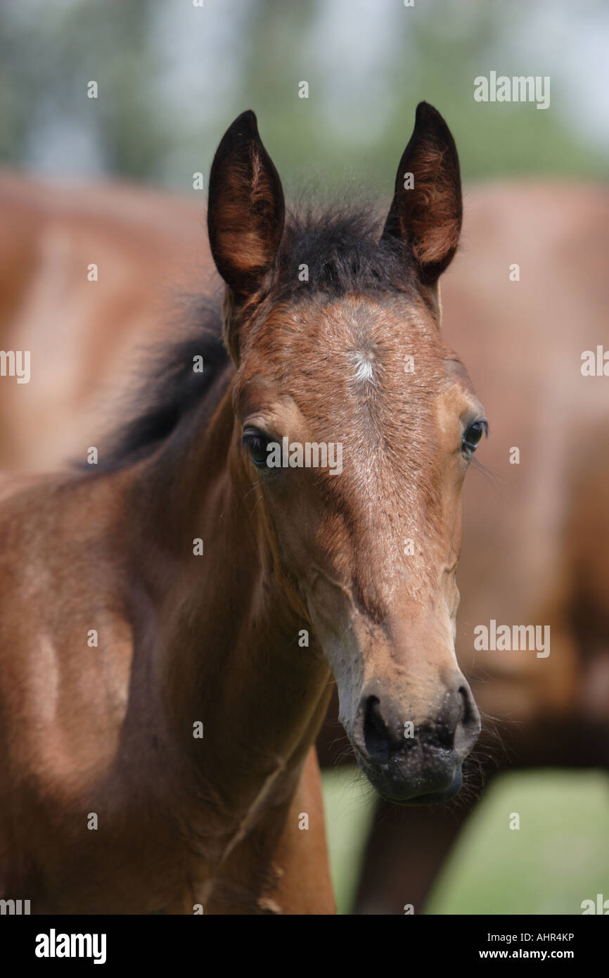 Portrait of the bay thoroughbred foal Stock Photo