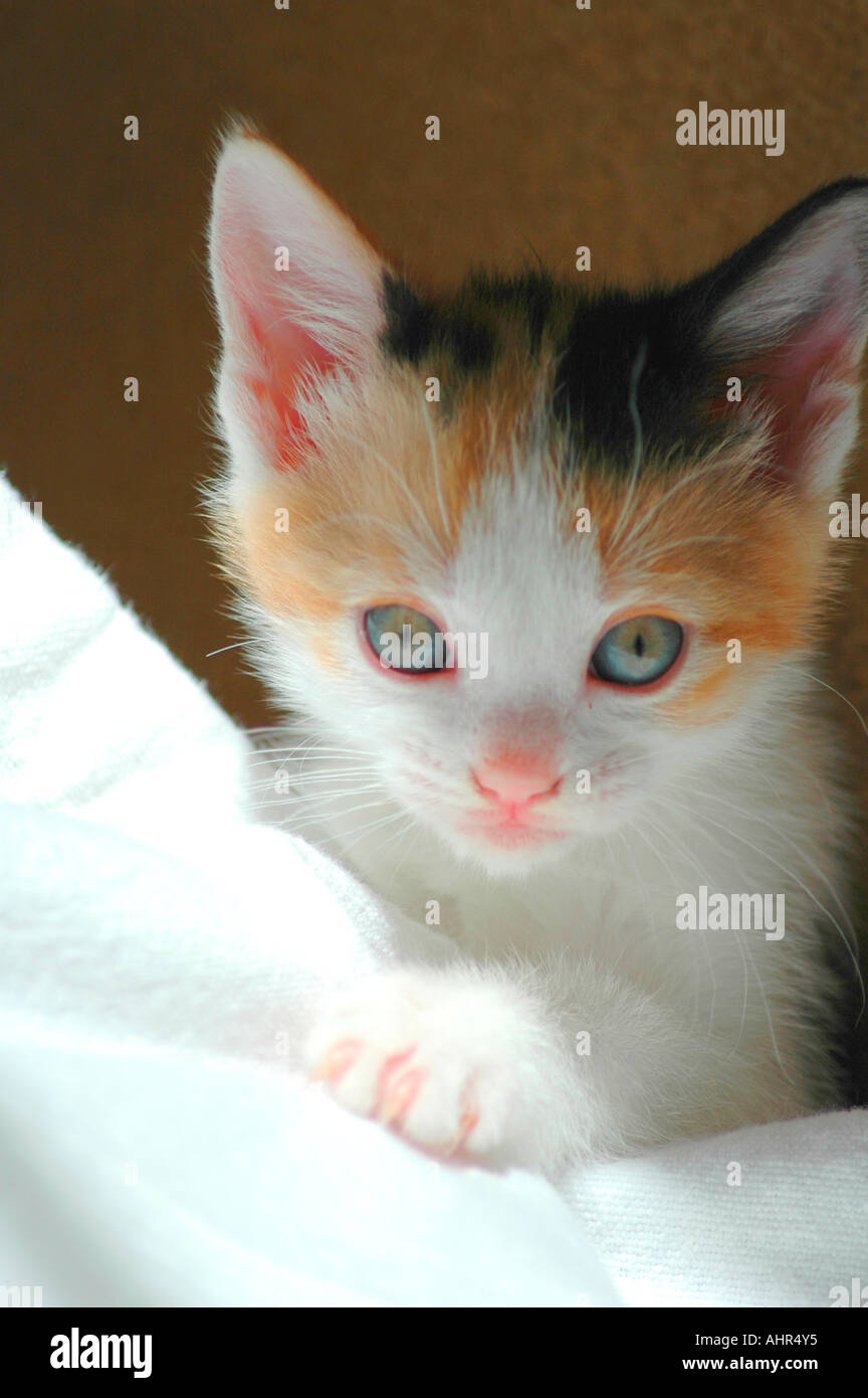 Cute Calico Kitten Stock Photo