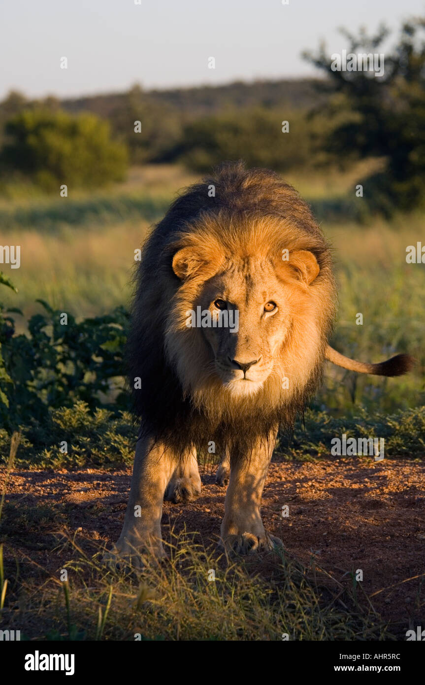 Mammal male african lion hi-res stock photography and images - Alamy
