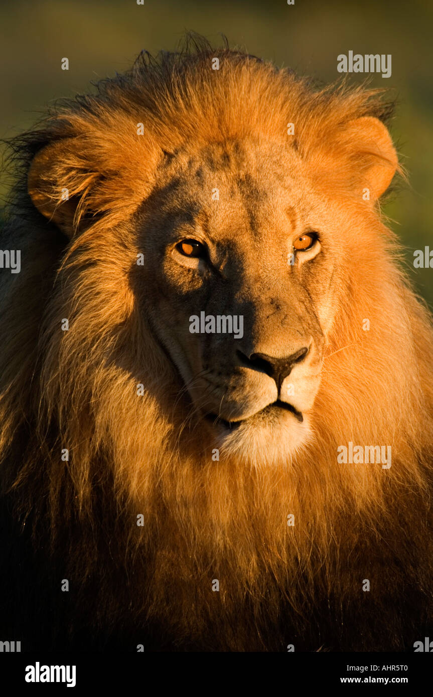 Male lion portrait hi-res stock photography and images - Alamy