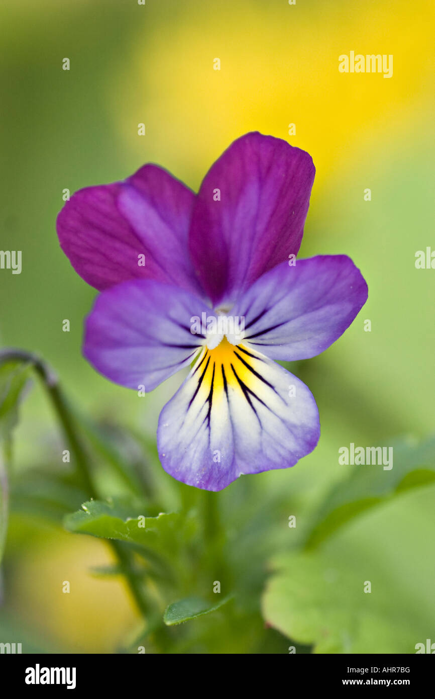 Pansy Viola cornuta Stock Photo