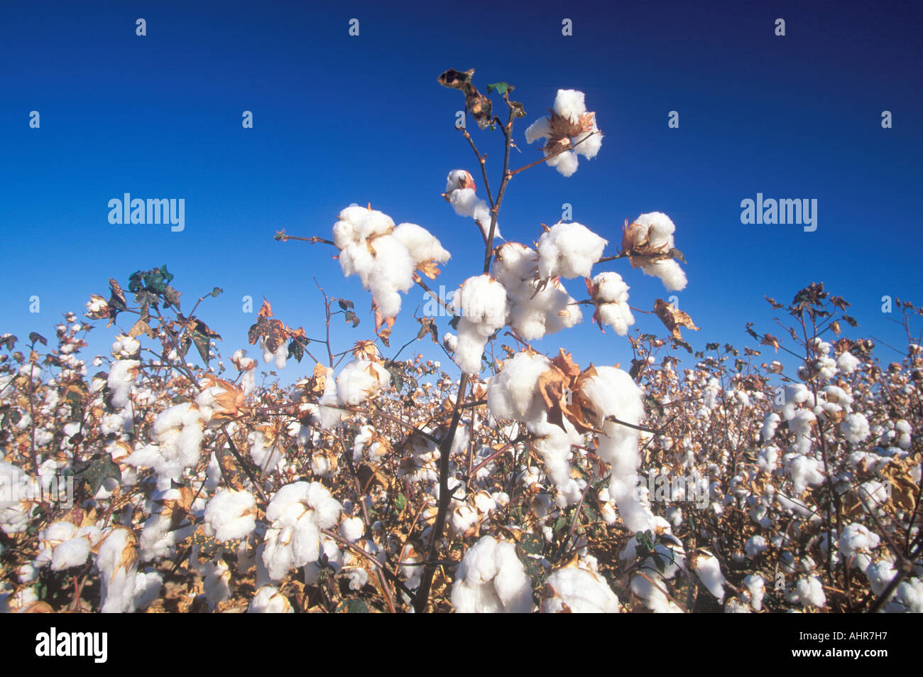 Cotton field in Tucson AZ Stock Photo