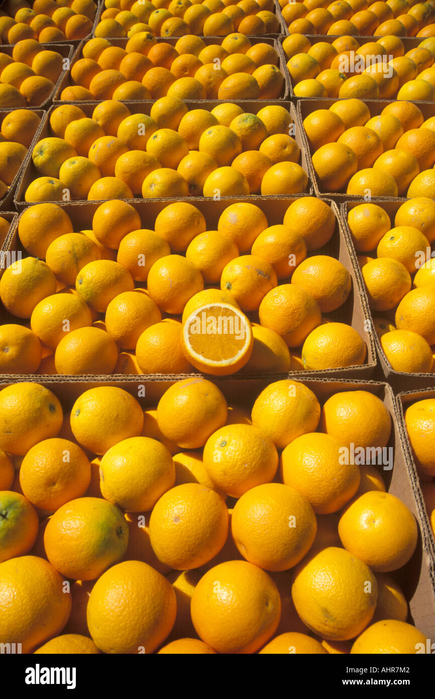 Line color healthy orange hi-res stock photography and images - Alamy